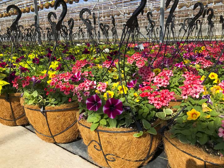 InColor Greenhouses