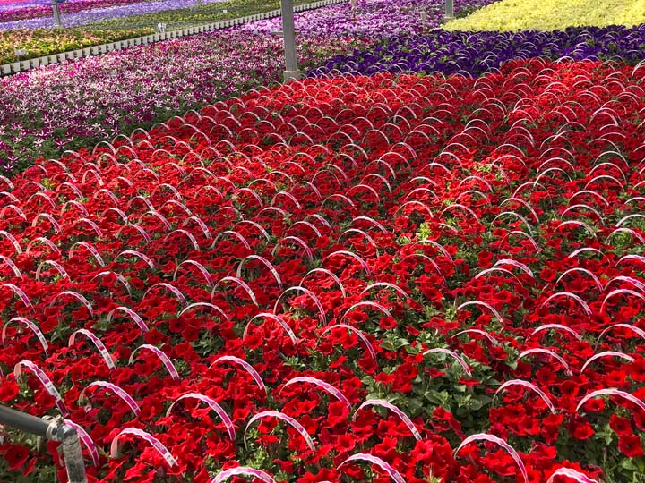 InColor Greenhouses