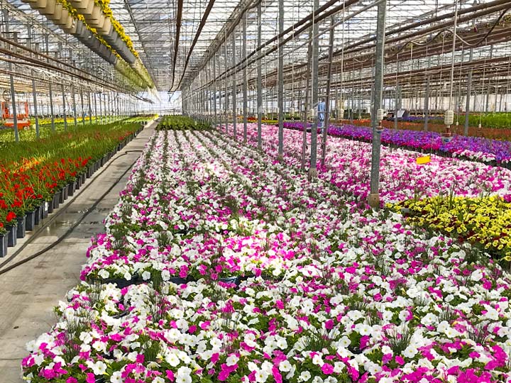 InColor Greenhouses