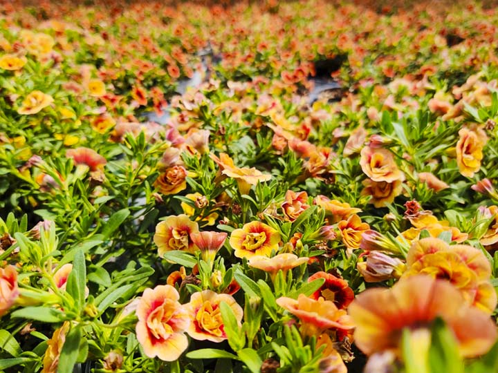 InColor Greenhouses