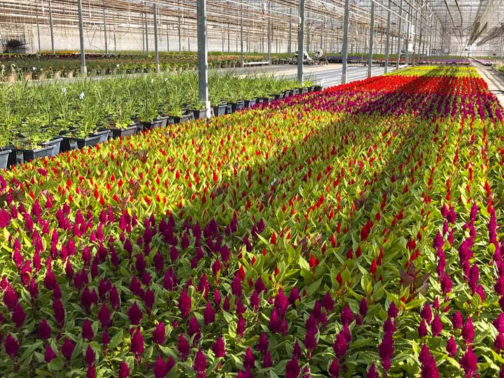 InColor Greenhouses