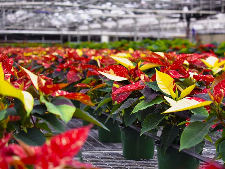 InColor Greenhouses