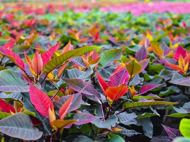 InColor Greenhouses