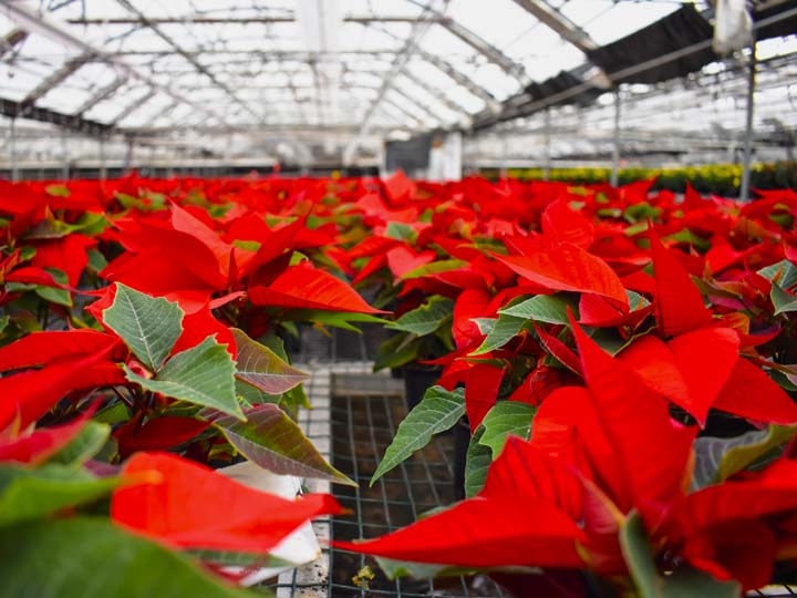 InColor Greenhouses