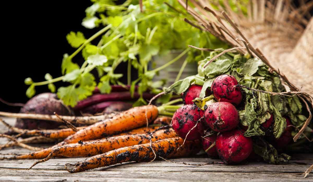 14 Cool Season Vegetables For Your Colorado Garden