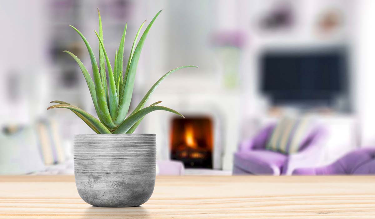 5 Air-Purifying Plants For Your Home