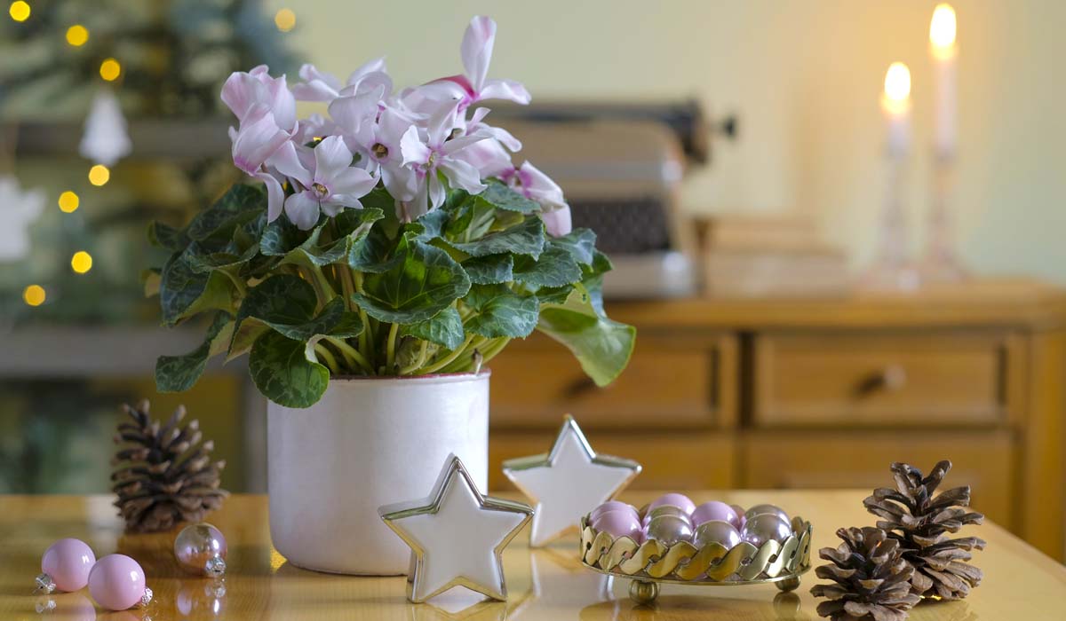 5 Holiday Plants That Are Not A Poinsettia