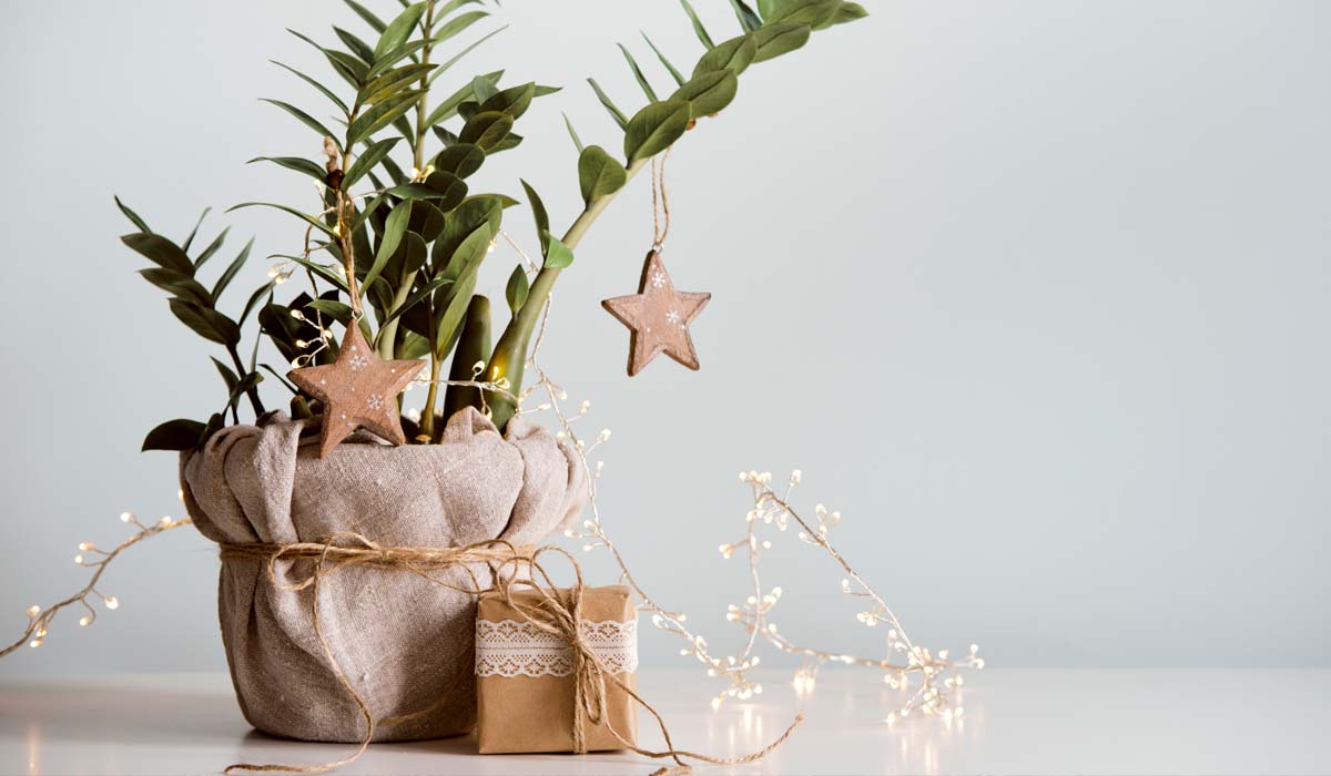 5 Ways To Decorate With Plants This Holiday Season