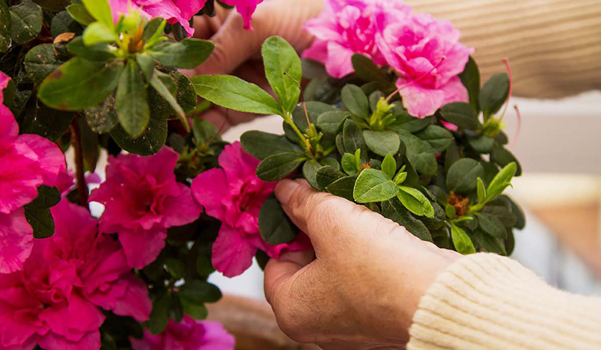How To Care For A Blooming Plant Gift