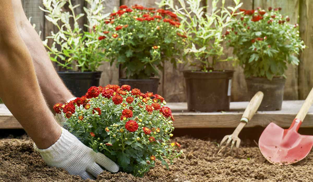 How To Care For Chrysanthemums