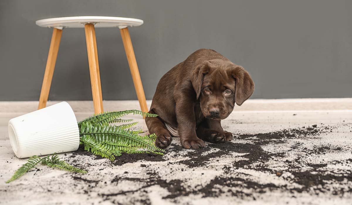 How To Manage Plants And Puppies