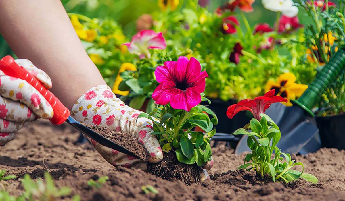How To Plant Annual Flowers In Beds