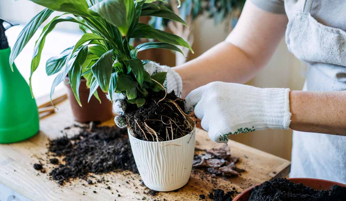 How To Repot A Plant In 5 Easy Steps