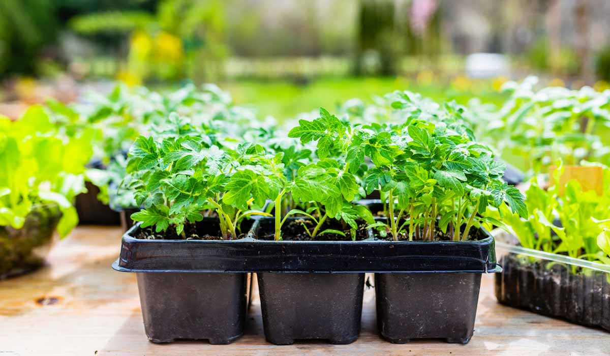 How To Start Seedlings At Home In 4 Easy Steps 