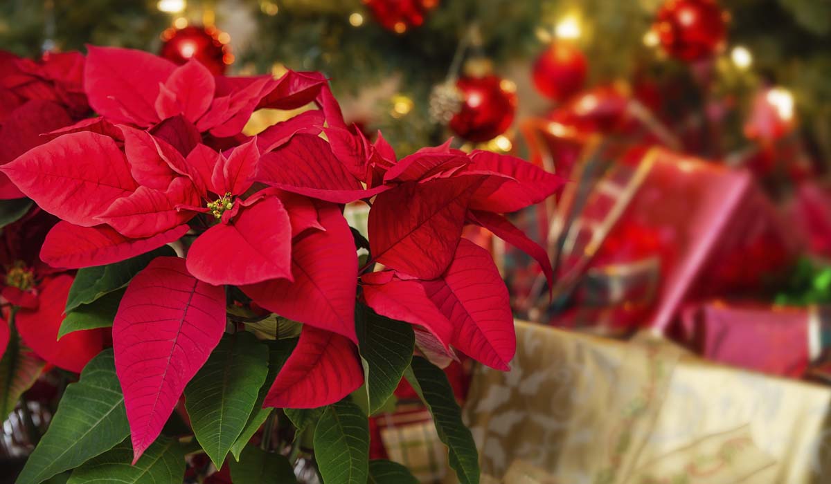 Learn The History And Truth About Poinsettias