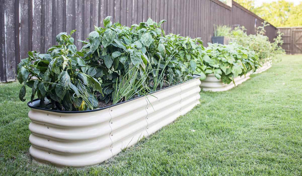 What Vegetables Should I Plant In A Raised Garden Bed In Colorado?
