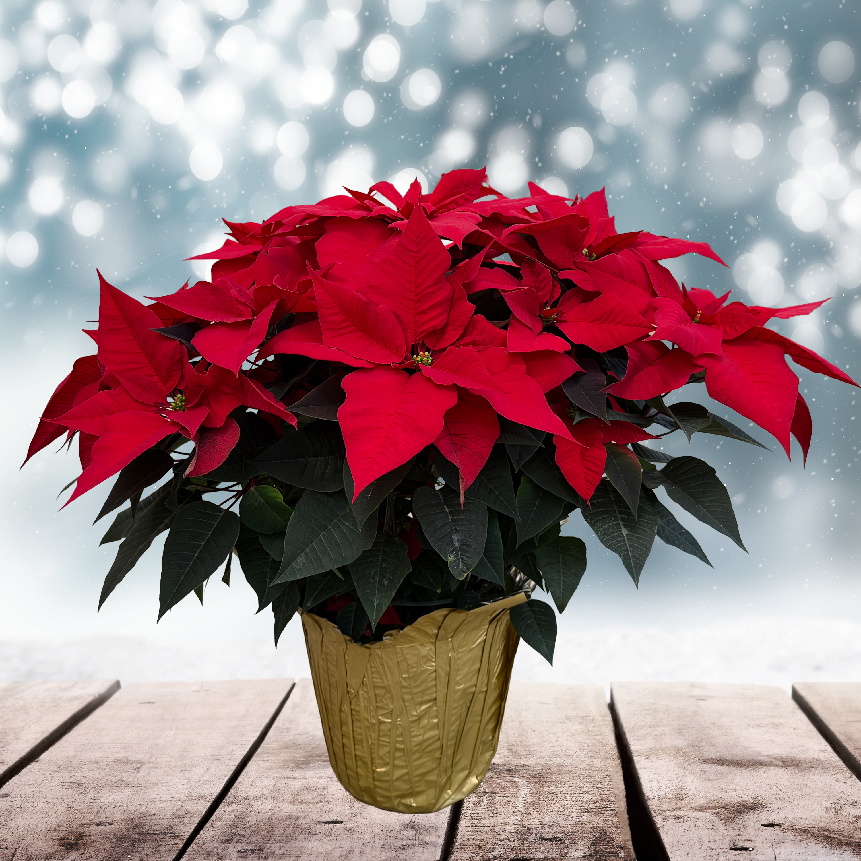 Poinsettia