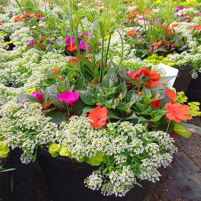 Tall Premium Container Garden