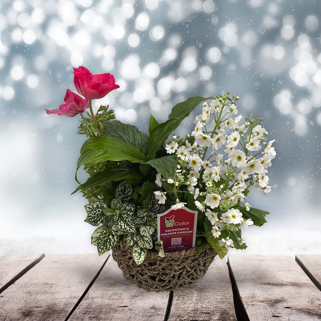Valentines Foliage Garden