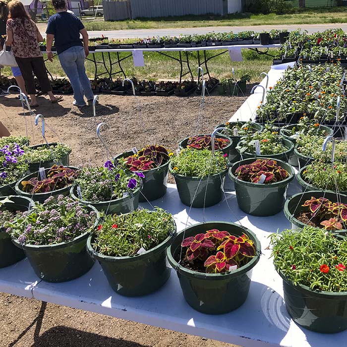 Weld Central High School FFA Flower Sale