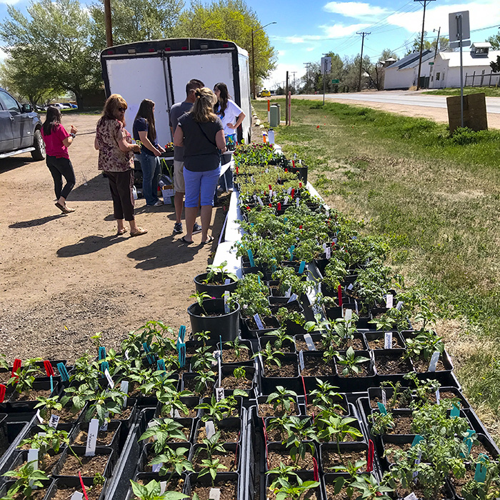 Weld Central High School FFA Flower Sale