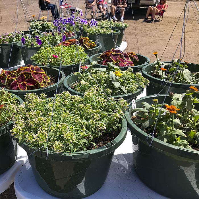 Weld Central High School FFA Flower Sale